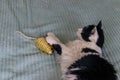 Beautiful cat playing with mouse toy on a bed Royalty Free Stock Photo