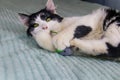 Beautiful cat playing with mouse toy on a bed Royalty Free Stock Photo