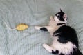 Beautiful cat playing with a mouse toy on bed Royalty Free Stock Photo