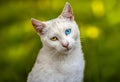 Beautiful cat portrait with amazing light