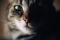 Beautiful cat portrait. Close up view of european shorthair cat.