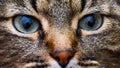 Beautiful cat portrait. Close-up view of a European Shorthair cat. Close up view of a european shorthair cat with selective focus