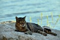 A beautiful cat resting on the rocks on the beach Royalty Free Stock Photo