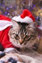 Beautiful cat in a santa claus hat. Background with bokeh, photo for Merry Christmas card. Copy space Royalty Free Stock Photo