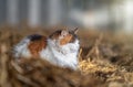 Beautiful cat sat snuggled up content in sunshine on fresh straw and hay in horses stable isolated from background in sunshine