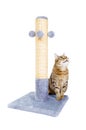 Beautiful cat with scratching post Royalty Free Stock Photo