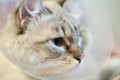 Beautiful cat Siberian Neva Masquerade in a plastic collar