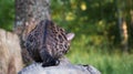 A beautiful cat is sitting on a log with its back to the camera. Bengal cat hunts. Little leopard