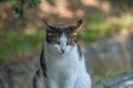 The beautiful cat is sitting and looking straight. The background is strongly defocused. Bokeh