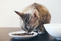 Tabby cat eating dry cat food. Royalty Free Stock Photo