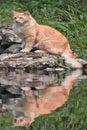 A beautiful cat is sitting on a rock on the shore. The image is reflected in the lake water