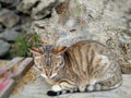 Beautiful cat is sleeping behind the rock wall Royalty Free Stock Photo