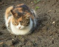 A beautiful cat sleeping three colored cat