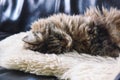 Beautiful cat sleeps. Tabby grey cat lying, taking a nap on white fluffy blanket. Cute, innocent pet. Concept, conceptual. Tired