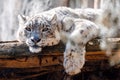 Cat snow leopard - Irbis, Uncia uncia Royalty Free Stock Photo