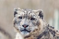 Cat snow leopard - Irbis, Uncia uncia Royalty Free Stock Photo