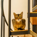 Beautiful cat standing in the kitchen Royalty Free Stock Photo