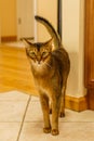 Beautiful cat standing in the kitchen Royalty Free Stock Photo