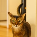 Beautiful cat standing in the kitchen Royalty Free Stock Photo
