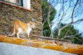 Beautiful cat standing on a roof Royalty Free Stock Photo