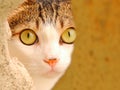 Beautiful cat staring at the camera through a yello wall - selective blurring Royalty Free Stock Photo