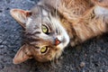 Beautiful cat on the street. Royalty Free Stock Photo