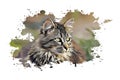 Beautiful Cat, Street Art, Abstract Design, Drawing, Painting Royalty Free Stock Photo