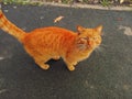 Beautiful cat in street