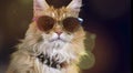 Beautiful cat with sunglasses