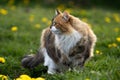 Beautiful cat with three color coat in a field of dandelion spring flowers. Royalty Free Stock Photo