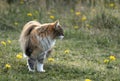Beautiful cat with three color coat in a field of dandelion spring flowers. Royalty Free Stock Photo