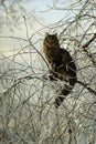 Beautiful cat on a tree in winter