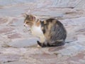 Beautiful cat waiting for the mouse to come out Royalty Free Stock Photo