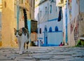 Beautiful cat walking in the old city in Annaba /Algeria Royalty Free Stock Photo