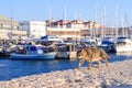 A beautiful cat walks along the sea pier. Old town and port of Jaffa of Tel Aviv city, Israel