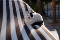 A beautiful cat in white and black spots lies on a striped sofa and looks into the lens Royalty Free Stock Photo