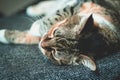 Beautiful cat with white and ginger paws lying on the grey sofa. Domestic cat