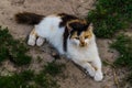 Beautiful cat with white and red spots and yellow eyes Royalty Free Stock Photo