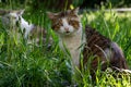 A beautiful cat among the young green grass carefully examines the surroundings.