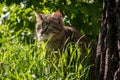 A beautiful cat among the young green grass carefully examines the surroundings.
