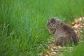 A beautiful cat among the young green grass carefully examines the surroundings.