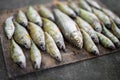 a beautiful catch of fish laid out by a fisherman on a board