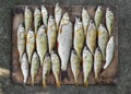 a beautiful catch of fish laid out by a fisherman on a board