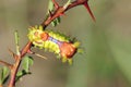 Beautiful caterpillar Royalty Free Stock Photo