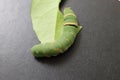 Beautiful caterpillar of Common Mormon Butterfly