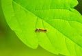 Beautiful caterpillar on green leaf
