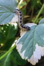 Beautiful caterpillar on leaves in the garden