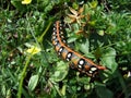 A beautiful caterpillar from the night butterfly