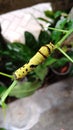 Beautiful caterpillar in orange tree