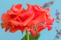 A beautiful caterpillar on the petals of a hybrid tea rose. Royalty Free Stock Photo